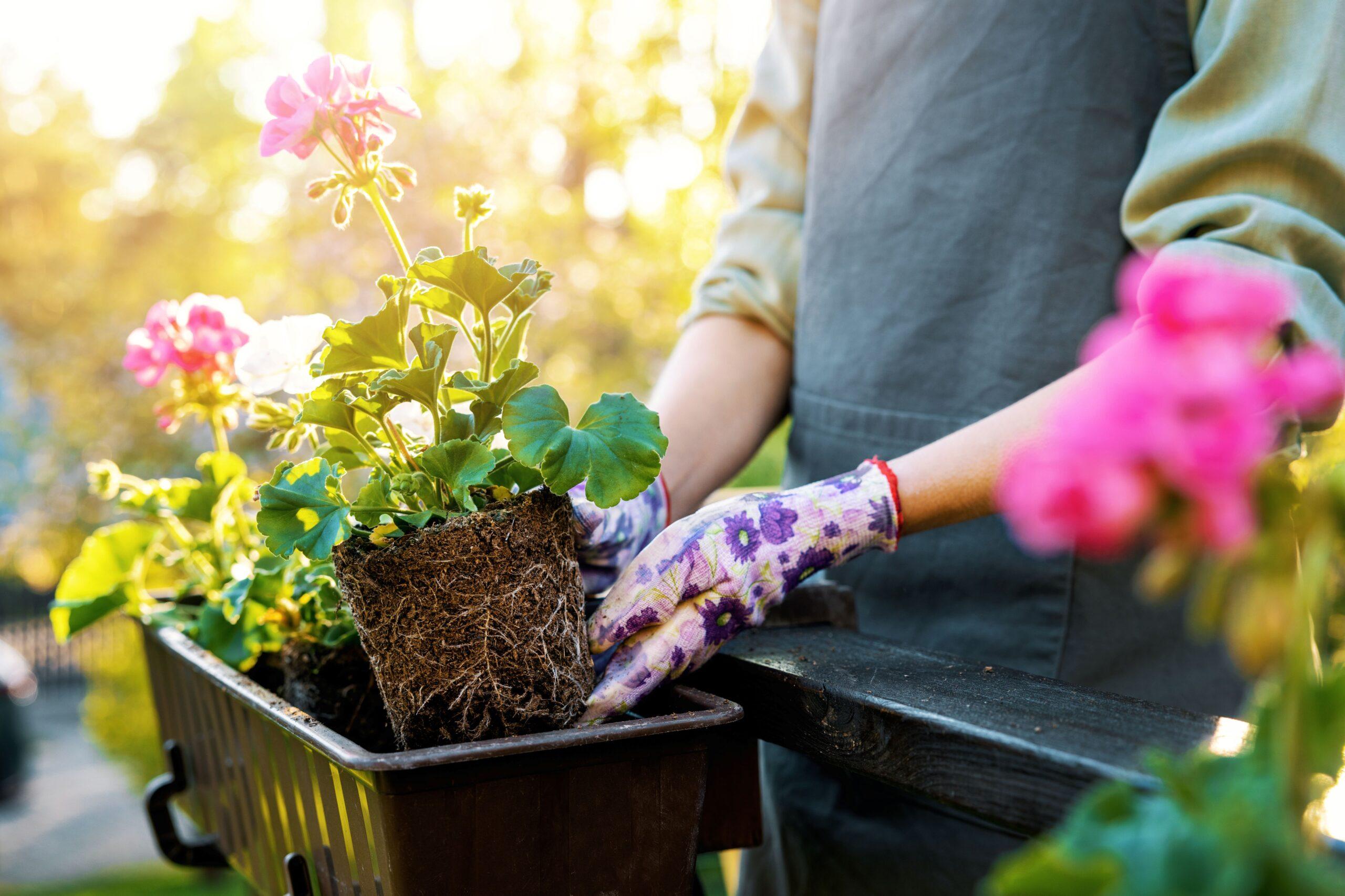 Eine Person pflanzt eine Blume auf einem Balkon ein 