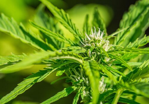 Eigenanbau mit Anspruch: So gelingt dir eine robuste Ernte mit unverfälschtem Charakter